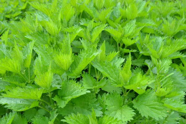 Nettle Urtica Dioica Green Leaves Grows Natural Thickets Medicinal Wild — Stock Photo, Image
