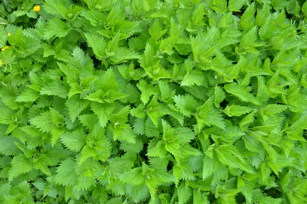 Die Brennnessel Urtica Dioica Mit Grünen Blättern Wächst Natürlichem Dickicht — Stockfoto