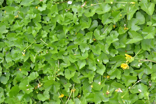 Bellissimi Fiori Primaverili Gialli Luminosi Ficaria Verna Precedentemente Ranunculus Ficaria — Foto Stock