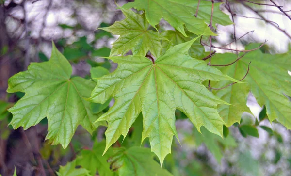 stock image Green backlit maple leave on a dark background