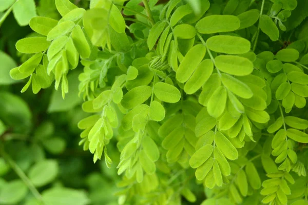 Acacia Branches Leaves Forest Sunny Day — Stock Photo, Image