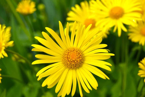 Heldere Grote Gele Madeliefje Een Donkergroene Achtergrond Doronicum Caucasicum — Stockfoto