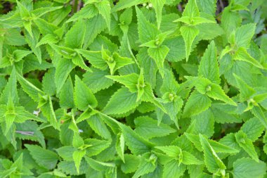 Isırgan otu, Urtica dioica, yeşil yapraklı doğal çalılıklarda yetişir. Tıbbî yabani bitki ısırganı. Yumuşak yeşil yapraklı ısırgan otu. Isırgan otu toprakta yetişir..