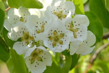 Mavi gökyüzü arka planında bahar çiçeğinin yakın çekimi. Çiçek ağacı armudu
