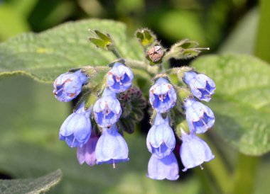 Mavi ve pembe çiçekler dikenli papatyalar güzel, bulanık yeşil bir arka planda