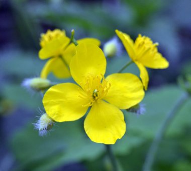 Yeşil yapraklı arka planda parlak sarı Celandine Poppy. Stylophorum diphyllum çok güzel kır çiçekleridir.,