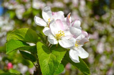 Baharda meyve bahçesinde açan beyaz ve pembe tomurcuklar ve elma ağacı çiçekleri. Gün ışığında yaprakları açık çiçeklerle dolu dallar. Mevsimlik çiçek bahar manzarası