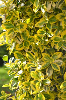 Euonymus Fortei Emerald n Gold 'un sarı ve yeşil yaprakları. Doğal yeşillik arkaplanı