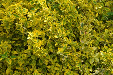 Euonymus Fortei Emerald n Gold 'un sarı ve yeşil yaprakları. Doğal yeşillik arkaplanı