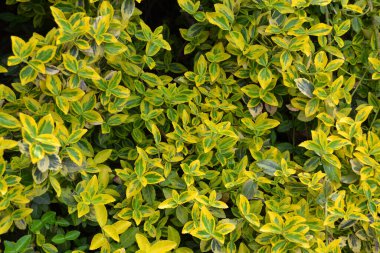 Euonymus Fortei Emerald n Gold 'un sarı ve yeşil yaprakları. Doğal yeşillik arkaplanı