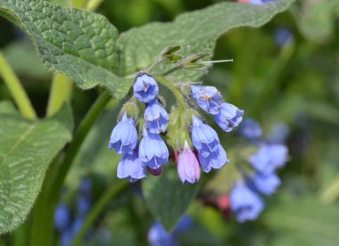 Mavi ve pembe çiçekler dikenli papatyalar güzel, bulanık yeşil bir arka planda