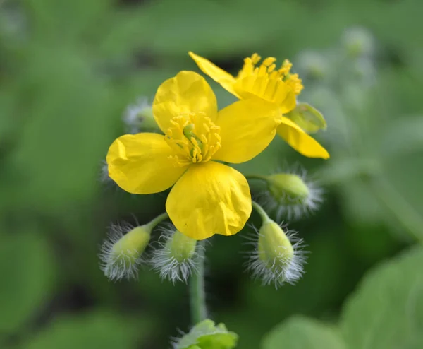 Λαμπερό Κίτρινο Celandine Poppy Ένα Πράσινο Φυλλώδες Φόντο Stylophorum Diphyllum — Φωτογραφία Αρχείου