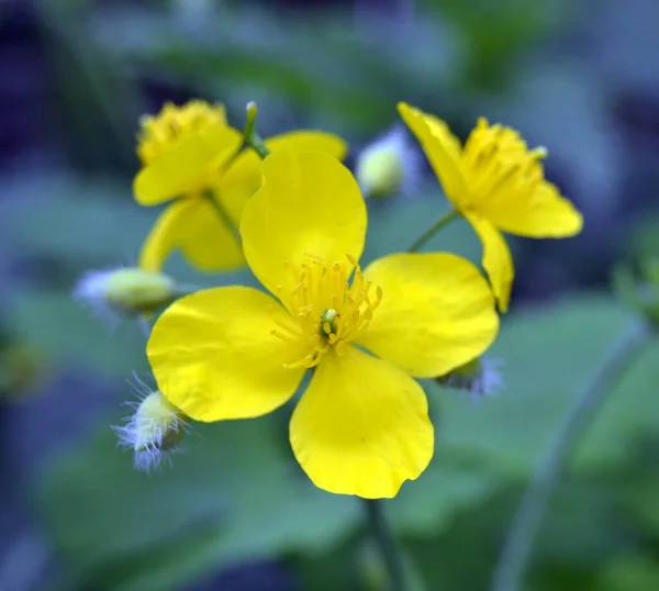 Bright Yellow Celandine Poppy Green Leafy Background Stylophorum Diphyllum Beautiful — Stock Photo, Image