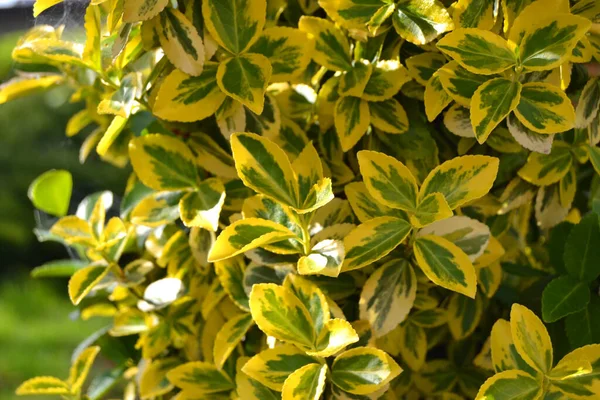 Yellow Green Leaves Euonymus Fortunei Emerald Gold Wintercreeper Natural Foliage — Stock Photo, Image