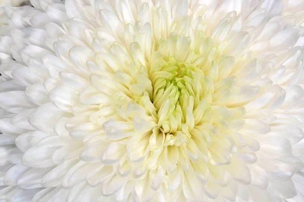 Свежие Хризантемы Белый Хризантема Цветет Рисунок Фон — стоковое фото