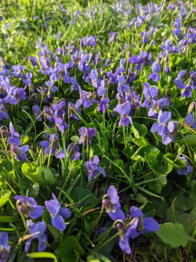 Downy violet (Viola hirta). Bush 'a Genel Bakış. 
