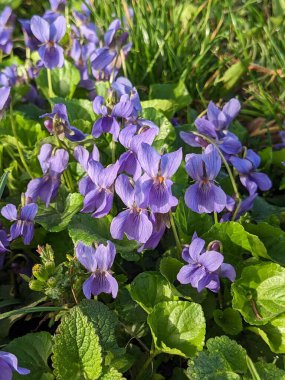 Downy violet (Viola hirta). Bush 'a Genel Bakış. 