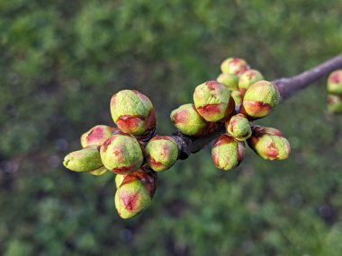 Yakın-up elma tomurcukları ve tomurcukları elma ağacı (Reineta çeşitli meyve ağacı) üzerinde büyüyen. Güneşli bahar günü.
