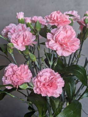 Su damlalı pembe karanfiller.