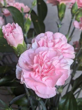 Su damlalı pembe karanfiller.