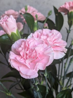 Su damlalı pembe karanfiller.