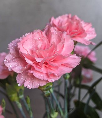 Karyophyllaceae 'nin gür çalıları ve koyu pembe dianthus caryophyllus' u, ayrıca karanfil Doris olarak da bilinir, güneşli bir günde bahçede yetişir. Yatay pankart, tek bir çiçeğe odaklı, yakın plan..