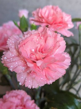 Karyophyllaceae 'nin gür çalıları ve koyu pembe dianthus caryophyllus' u, ayrıca karanfil Doris olarak da bilinir, güneşli bir günde bahçede yetişir. Yatay pankart, tek bir çiçeğe odaklı, yakın plan..