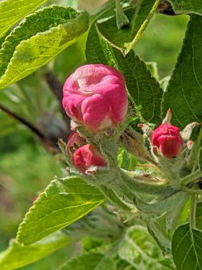 Elma ağacı tomurcukları. Genç yeşil yapraklar ağaçta çiçek açıyor. Baharda patlamamış meyve ağacı tomurcuğu. Bahar bahçesi. İlk ağaç filizleniyor. Baharın başında. Çiçek açan tomurcuk. Tomurcuklar yakından ateş ediyor. İlkbahar