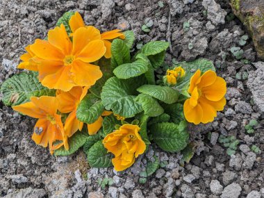 Bunch of yellow primula veris plants growing from soil in the garden. Primula veris closeup. clipart