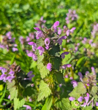 Lamium purpureum, kırmızı ya da mor ölü ısırgan otu olarak bilinir, bahçede..