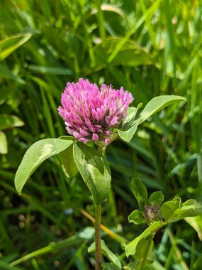 Çiçek yoncasının arkaplan dokusu. Saha kırmızı çiçek yoncası görüntüsü