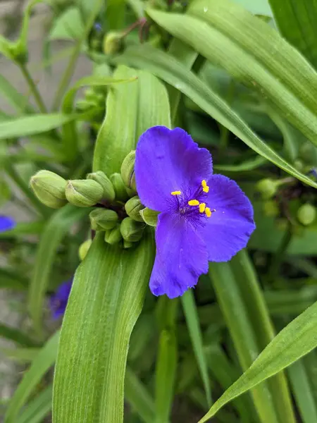 stock image Virginia Spiderwort flowers (Tradescantia virginiana) blooms in garden, background. Tradescantia ohiensis known as blue jacket or Ohio spiderwort