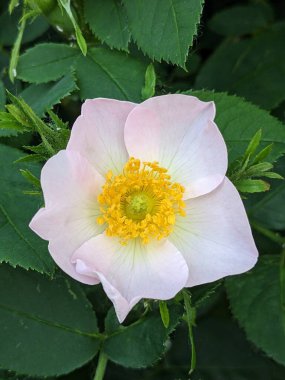 Beyaz gül yabani gül çiçek aka Rosa acicularis ya da dikenli yabani gül veya dikenli gül veya kıllı gül veya Arctic gül ya da Rosa canina çiçek