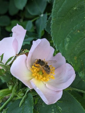 Arı bir çiçekli yabani Gül Bush