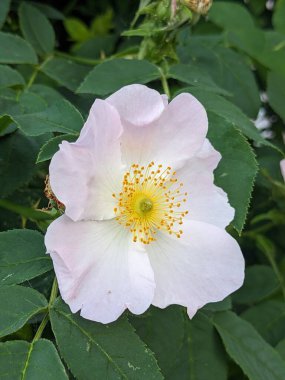 Beyaz gül yabani gül çiçek aka Rosa acicularis ya da dikenli yabani gül veya dikenli gül veya kıllı gül veya Arctic gül ya da Rosa canina çiçek
