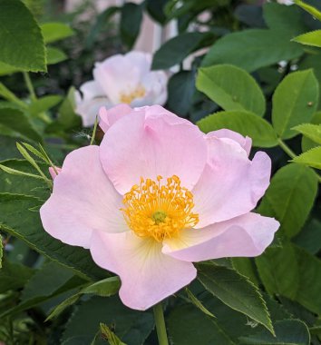 Beyaz gül yabani gül çiçek aka Rosa acicularis ya da dikenli yabani gül veya dikenli gül veya kıllı gül veya Arctic gül ya da Rosa canina çiçek