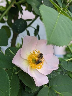 Arı bir çiçekli yabani Gül Bush