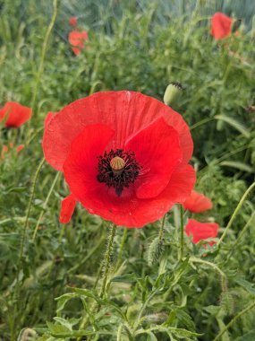 Bulanık yeşillik çiçekli tomurcuk tomurcukları olan taze kırmızı gelincik çiçekleri. Yaban arısı kırmızı gelinciğe uçar.