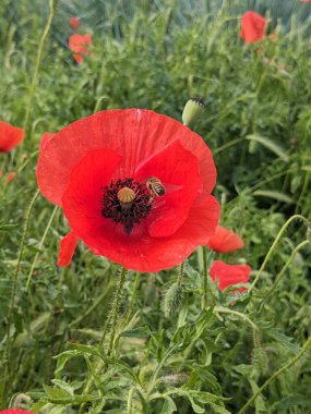 Bulanık yeşillik çiçekli tomurcuk tomurcukları olan taze kırmızı gelincik çiçekleri. Yaban arısı kırmızı gelinciğe uçar.