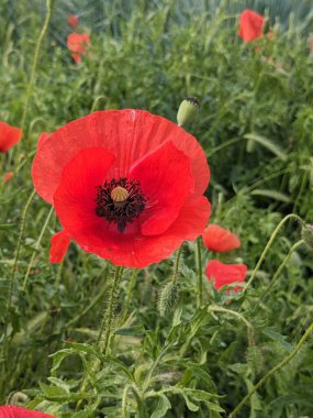 Bulanık yeşillik çiçekli tomurcuk tomurcukları olan taze kırmızı gelincik çiçekleri. Yaban arısı kırmızı gelinciğe uçar.