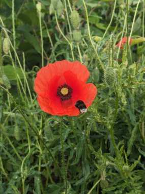 Bulanık yeşillik çiçekli tomurcuk tomurcukları olan taze kırmızı gelincik çiçekleri. Yaban arısı kırmızı gelinciğe uçar.