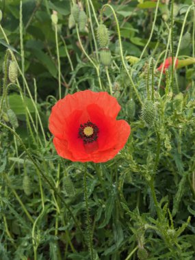 Bulanık yeşillik çiçekli tomurcuk tomurcukları olan taze kırmızı gelincik çiçekleri. Yaban arısı kırmızı gelinciğe uçar.