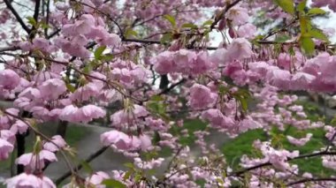 İlkbaharda yağmurla birlikte pembe kiraz çiçeği, ilkbaharda Japon kiraz çiçekleri. 