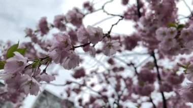 İlkbaharda dalında pembe kiraz çiçeği, baharda yağmur, Japon kiraz çiçekleri yavaş çekimde.