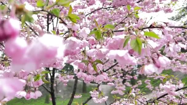 Pink Cherry Blossom Rain Spring Japanese Sakura Flowers Slow Motion — Stock Video