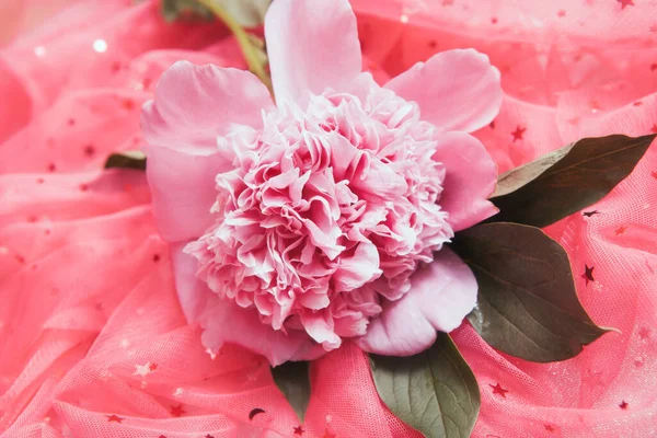 1つの牡丹の花ピンクの背景に輝く抽象的な花のカード — ストック写真