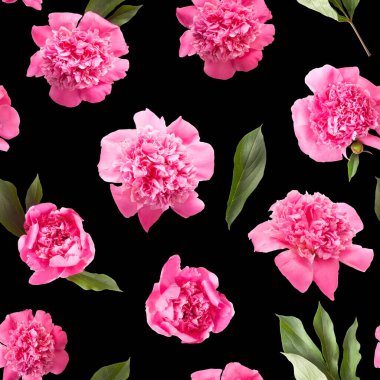 Siyah arka planda izole edilmiş parlak pembe şakayık çiçeklerinin kusursuz deseni