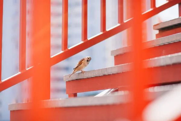 Ciekawy Mały Ładny Ptak Wróbel Patrząc Aparat Czerwonym Kolorze Schody — Zdjęcie stockowe