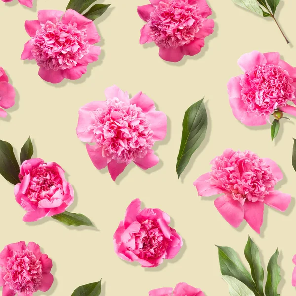 Цветы Розового Пиона Светло Бежевом Фоне — стоковое фото