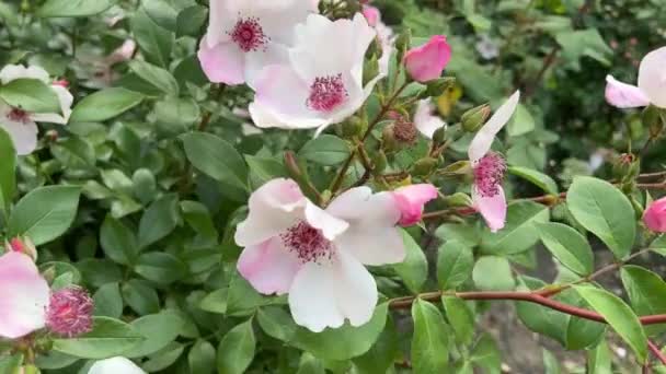 Світло Рожеві Квіти Троянди Квіти Вітром Ботанічному Саду — стокове відео